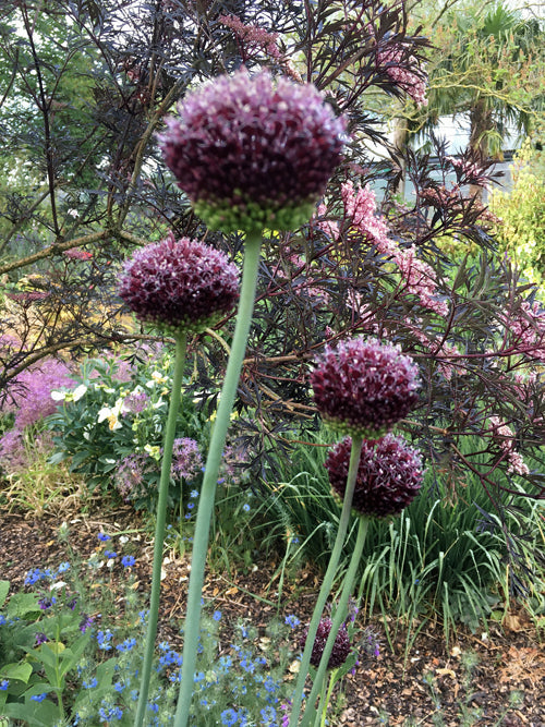 ALLIUM AMETHYSTINUM 'RED MOHICAN'