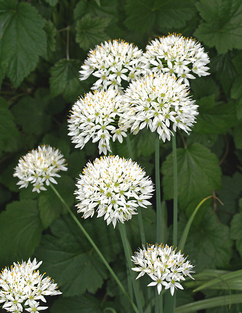 ALLIUM SUBVILLOSUM