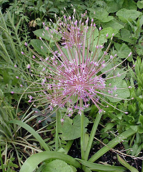 ALLIUM SCHUBERTII