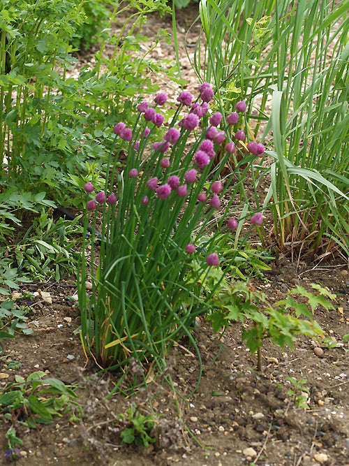 ALLIUM SCHOENOPRASUM new selection