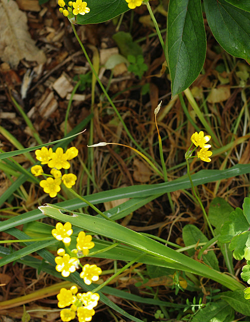 ALLIUM SCORZONIFOLIUM