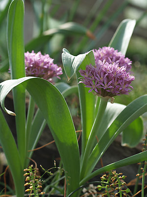 ALLIUM SHELKOVNIKOVII