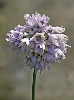 ALLIUM SIKKIMENSE SBQE B