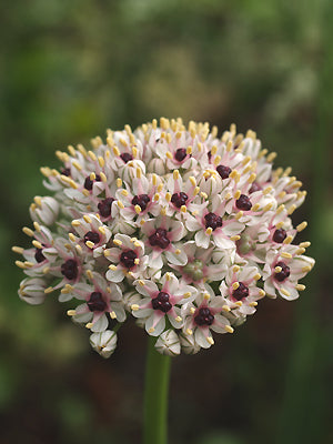 ALLIUM 'SILVER SPRING'