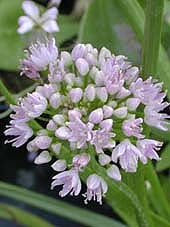 ALLIUM LUSITANICUM