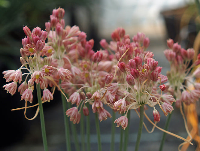 ALLIUM PANICULATUM