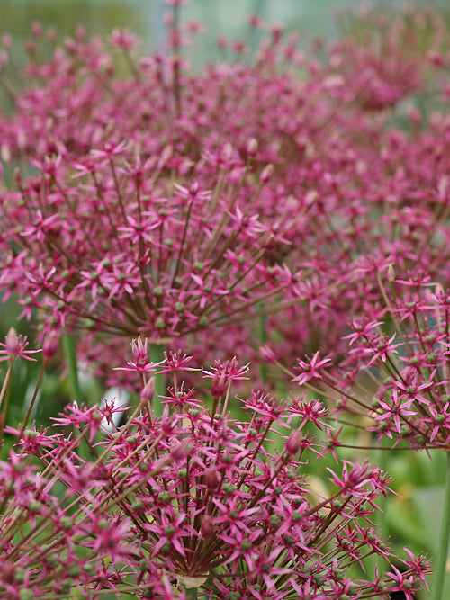 ALLIUM 'SPIDER'