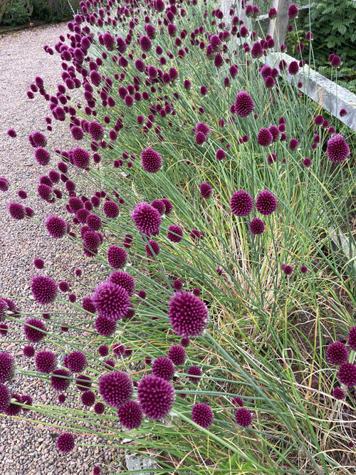 ALLIUM SPHAEROCEPHALON