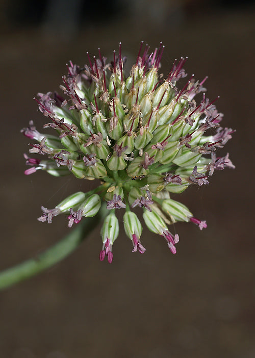 ALLIUM SPHAEROCEPHALON subsp.ARVENSE