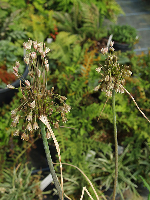 ALLIUM STAMINEUM W&B BG F-2