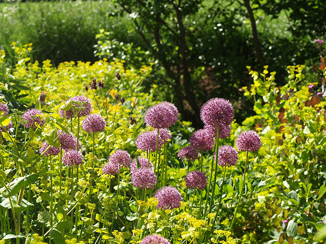 ALLIUM STIPITATUM