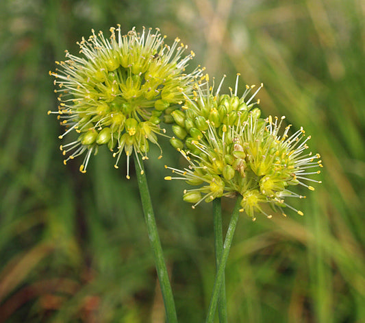 ALLIUM STRACHEYI