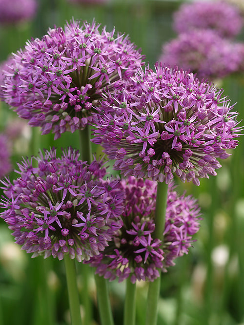 ALLIUM STATOS