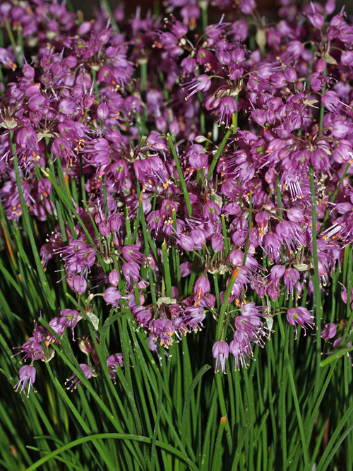 ALLIUM THUNBERGII 'NANUM'