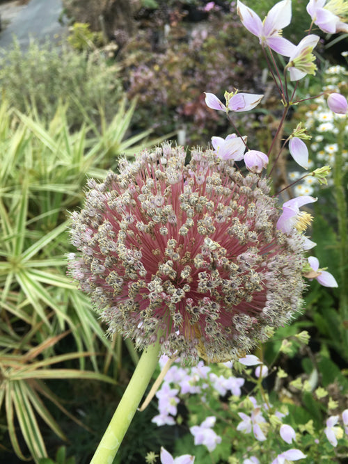 ALLIUM TUNCELIANUM