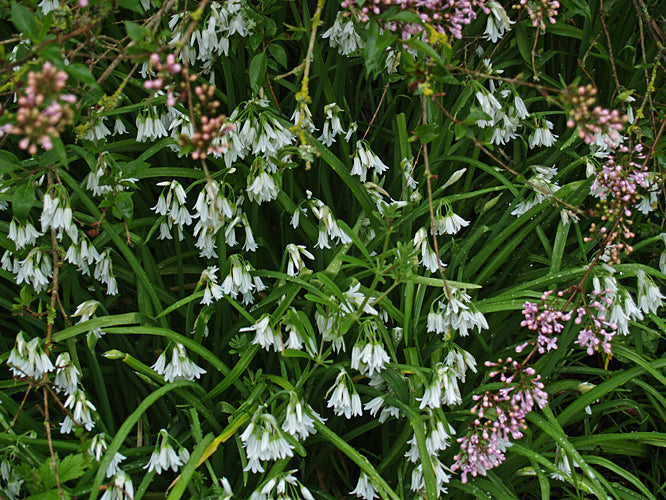 ALLIUM TRIQUETRUM