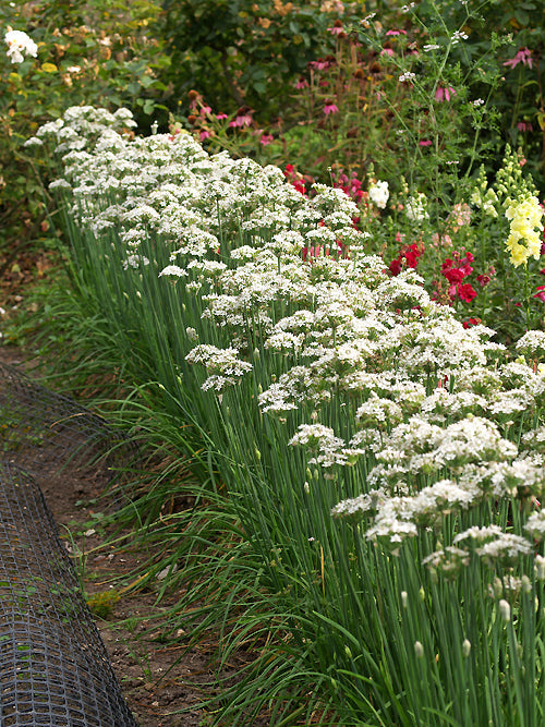 ALLIUM TUBEROSUM