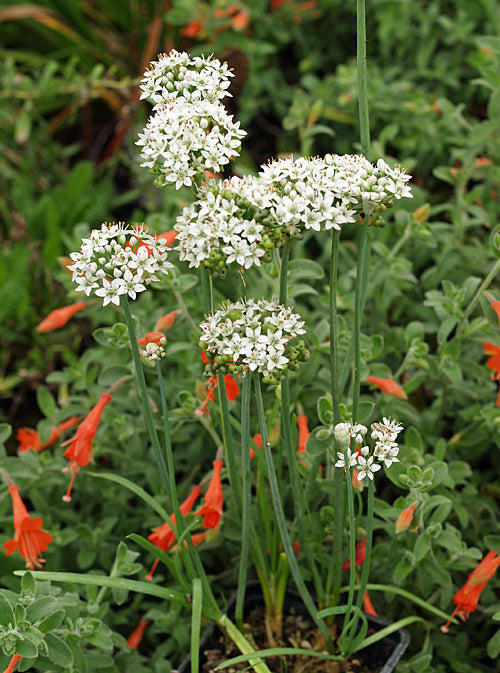 ALLIUM TUBEROSUM 'WHITE DWARF'