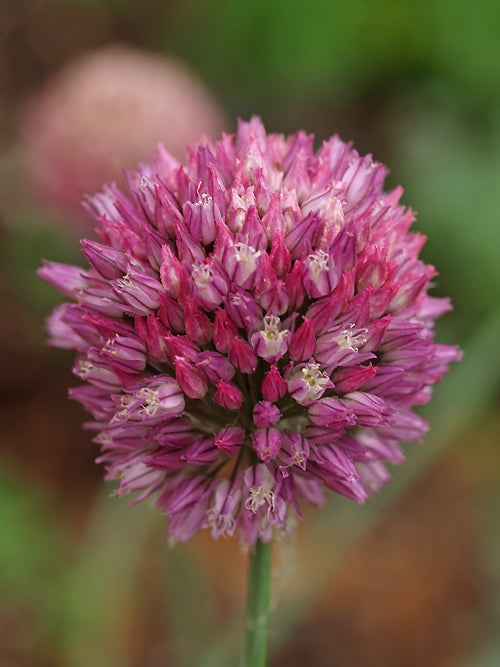 ALLIUM ROTUNDUM subsp.JAJLAE RCB UA-5