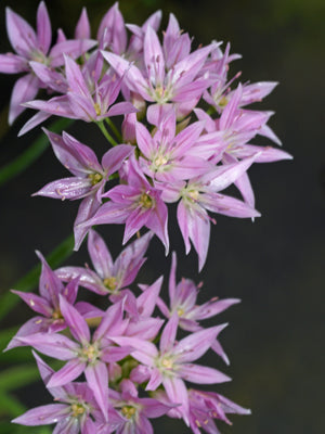 ALLIUM UNIFOLIUM