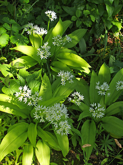 ALLIUM URSINUM 'GOLDEN FLEECE'