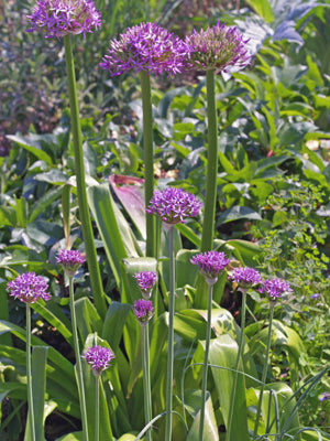 ALLIUM STIPITATUM 'VIOLET BEAUTY'