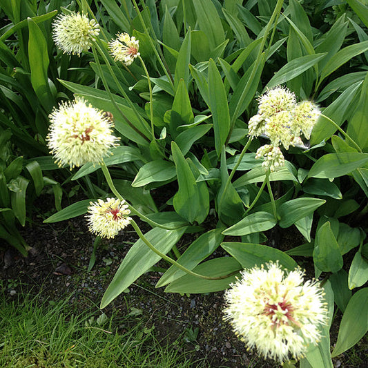 ALLIUM VICTORIALIS