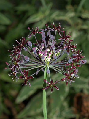 ALLIUM WALLICHII black flowers