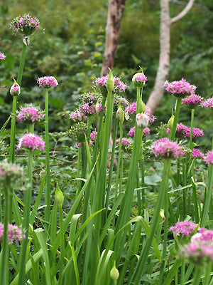 ALLIUM WALLICHII