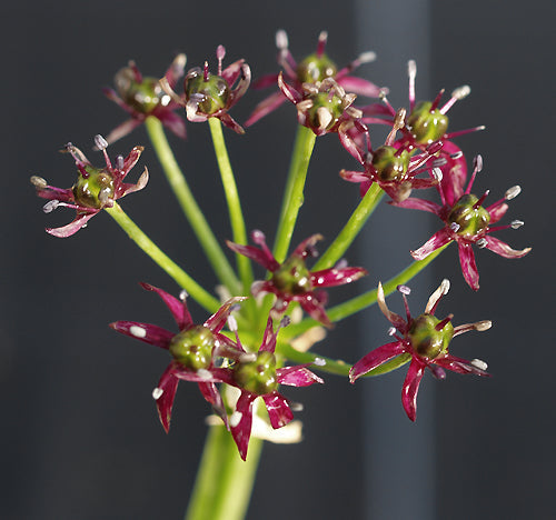 ALLIUM WALLICHII CC 2643