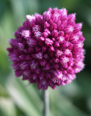 ALLIUM ZAPRJAGAJEVII