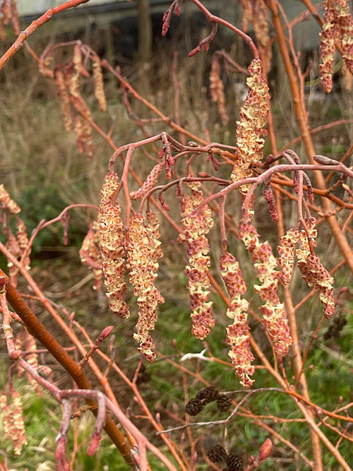 ALNUS GLUTINOSA 'AUREA'