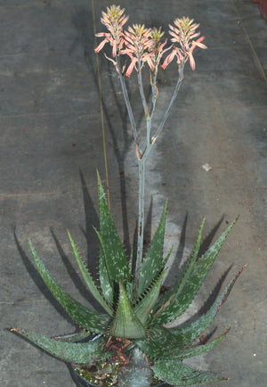 ALOE IMMACULATA