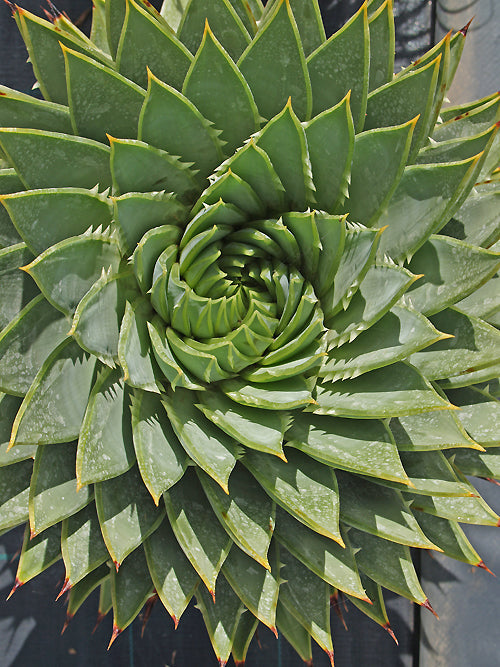 ALOE POLYPHYLLA