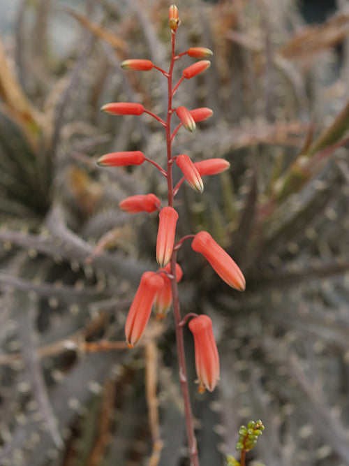 ALOE var.