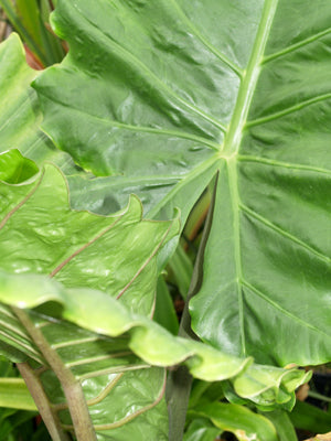 ALOCASIA PORTODORA