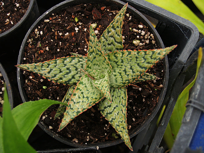 ALOE VERA