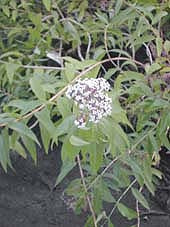 ALOYSIA TRIPHYLLA