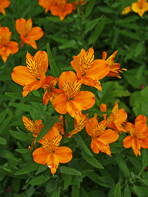 ALSTROEMERIA AUREA 'DOVER ORANGE'