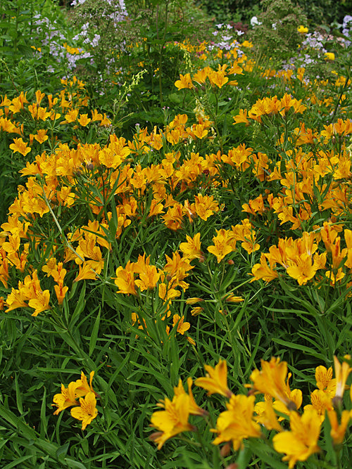 ALSTROEMERIA AUREA