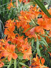 ALSTROEMERIA AUREA 'CALLY FIRE'