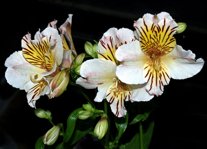 ALSTROEMERIA 'CHI CHI'