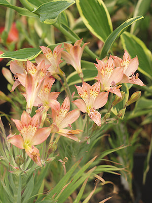 ALSTROEMERIA HOOKERI subsp.CUMMINGIANA F&W 9575