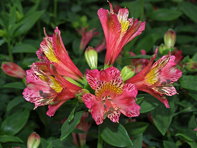 ALSTROEMERIA 'DANDY CANDY'