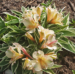 ALSTROEMERIA 'FABIANA'