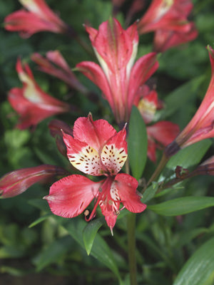 ALSTROEMERIA 'FRIENDSHIP'