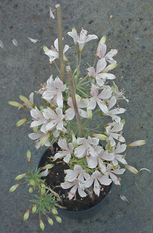 ALSTROEMERIA GARAVENTAE