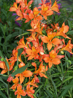 ALSTROEMERIA LIGTU var.LIGTU F&W 10746