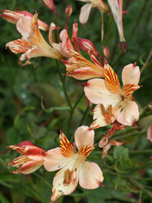 ALSTROEMERIA LIGTU HYBRIDS