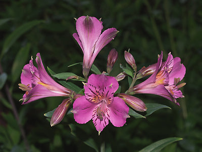 ALSTROEMERIA 'MAUVE MAJESTY'